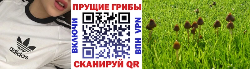 ОМГ ОМГ сайт Пугачёв Галлюциногенные грибы Cubensis купить закладку